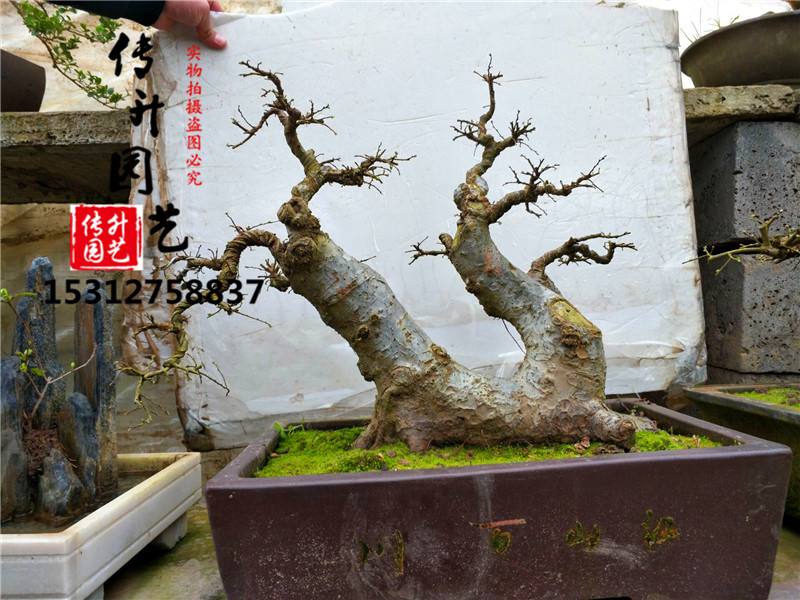 网购一颗黑松毛胚,请一个五毛的大师造型看效果如何,家居,园艺,好看视频的简单介绍 网购一颗黑松毛胚,请一个五毛的大师造型看效果如何,家居,园艺,好看视频的简单介绍