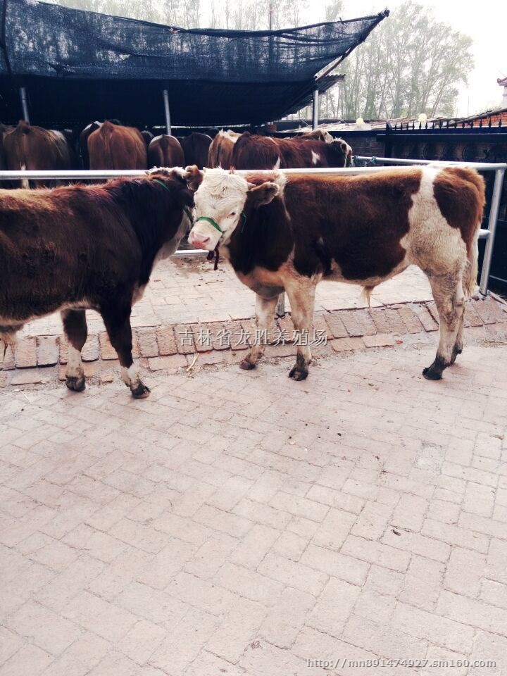 牛代刷网（最牛代刷网）