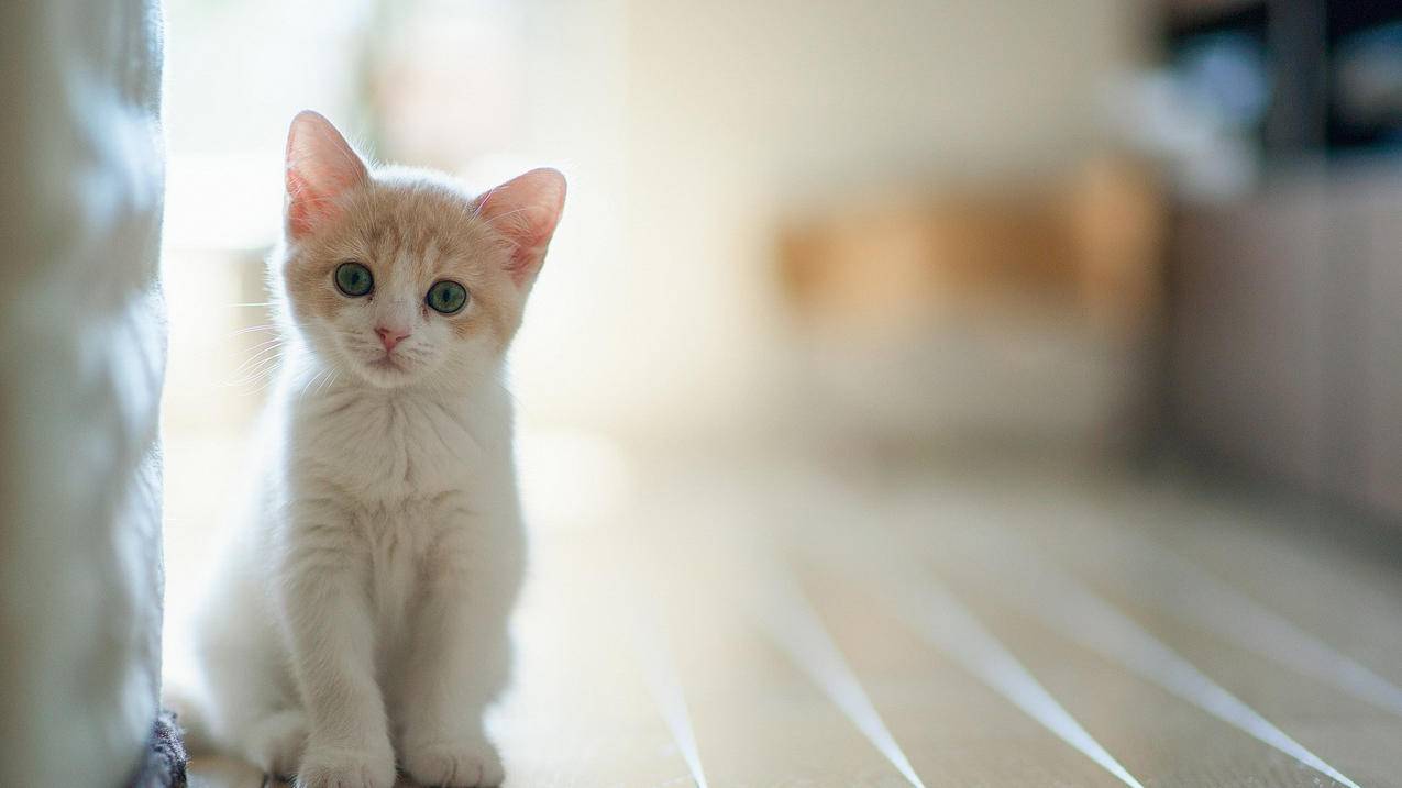 喵代刷网(喵代代刷网) 喵代刷网(喵代代刷网)