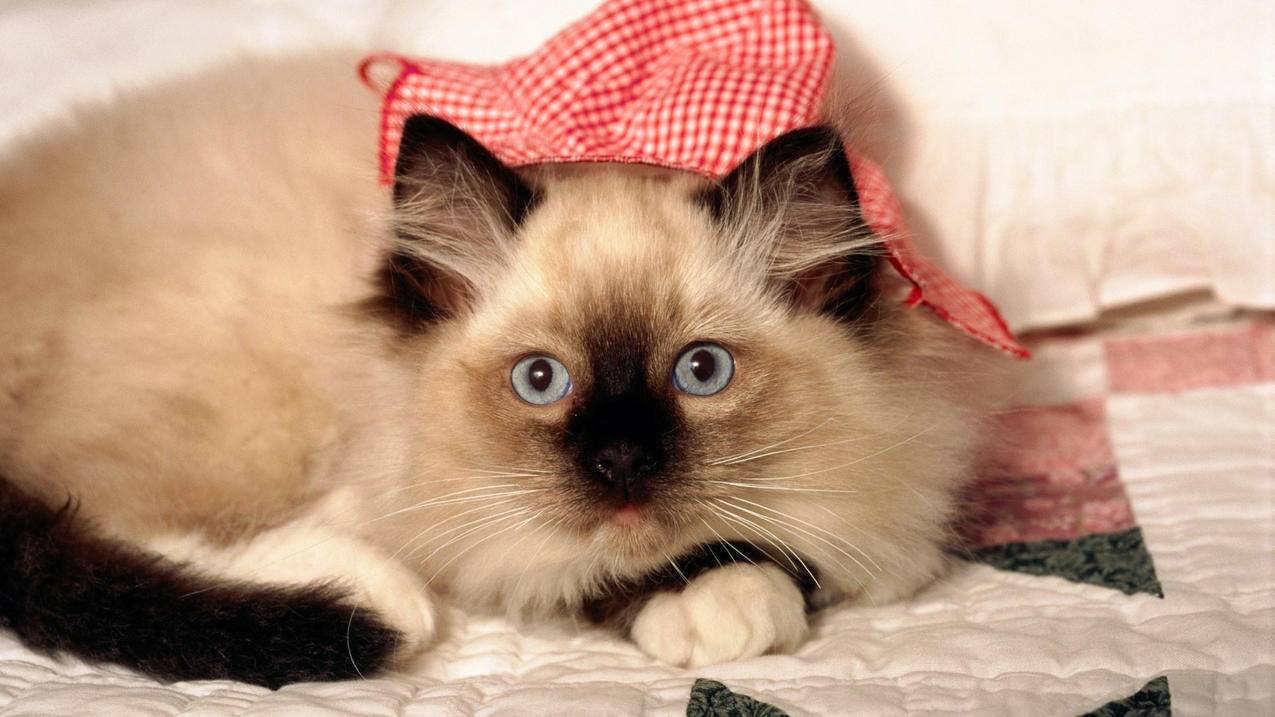 喵代刷网(喵代网刷快手) 喵代刷网(喵代网刷快手)