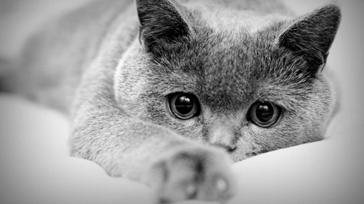 喵代刷网(代刷网喵喵代刷网站) 喵代刷网(代刷网喵喵代刷网站)