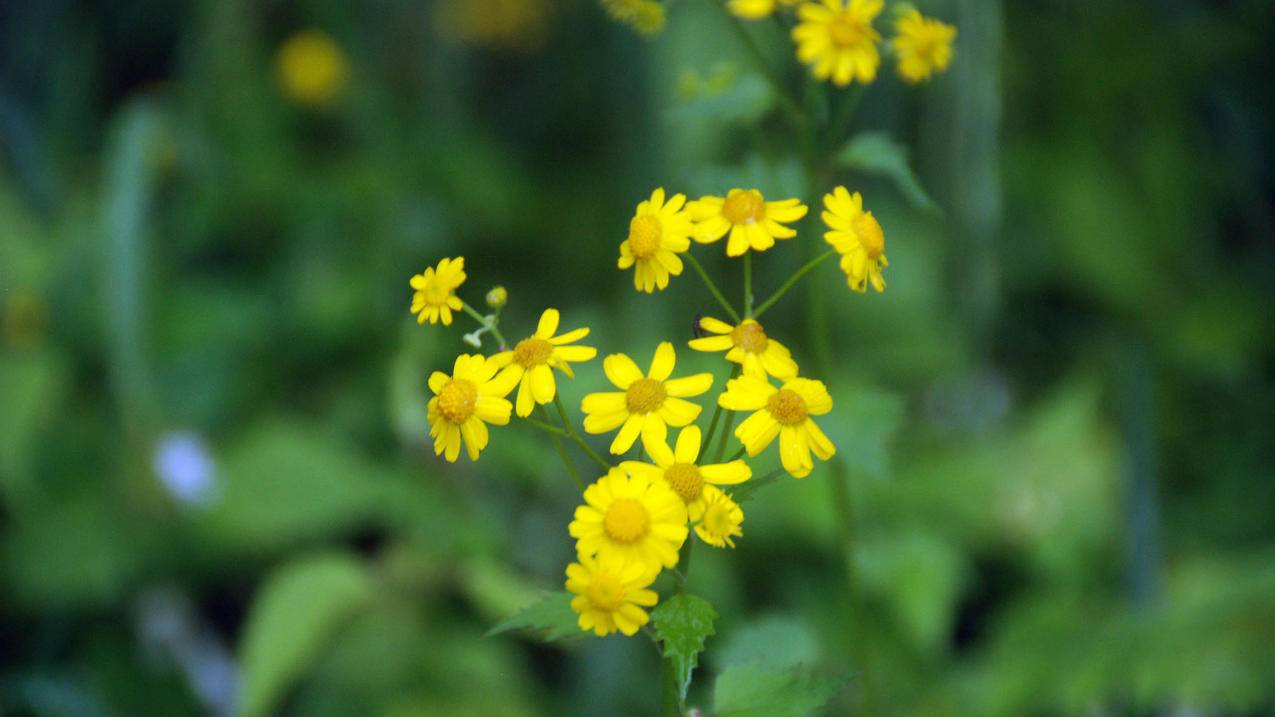 星辰业务自助下单平台(低价24小时自助下单平台网站) 星辰业务自助下单平台(低价24小时自助下单平台网站)