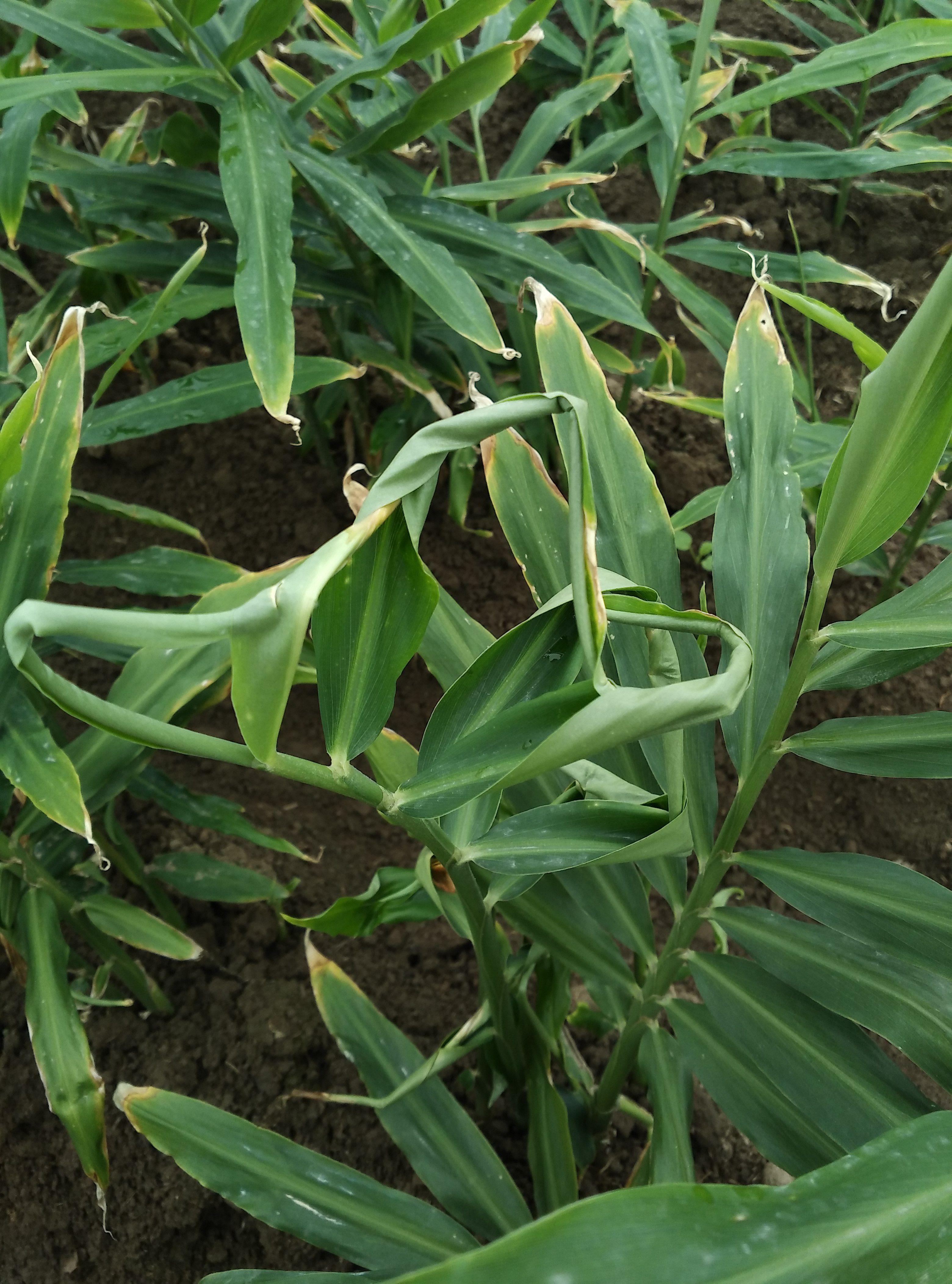 qq空间说说赞低价（空间说说赞低价网站05元微信支付）