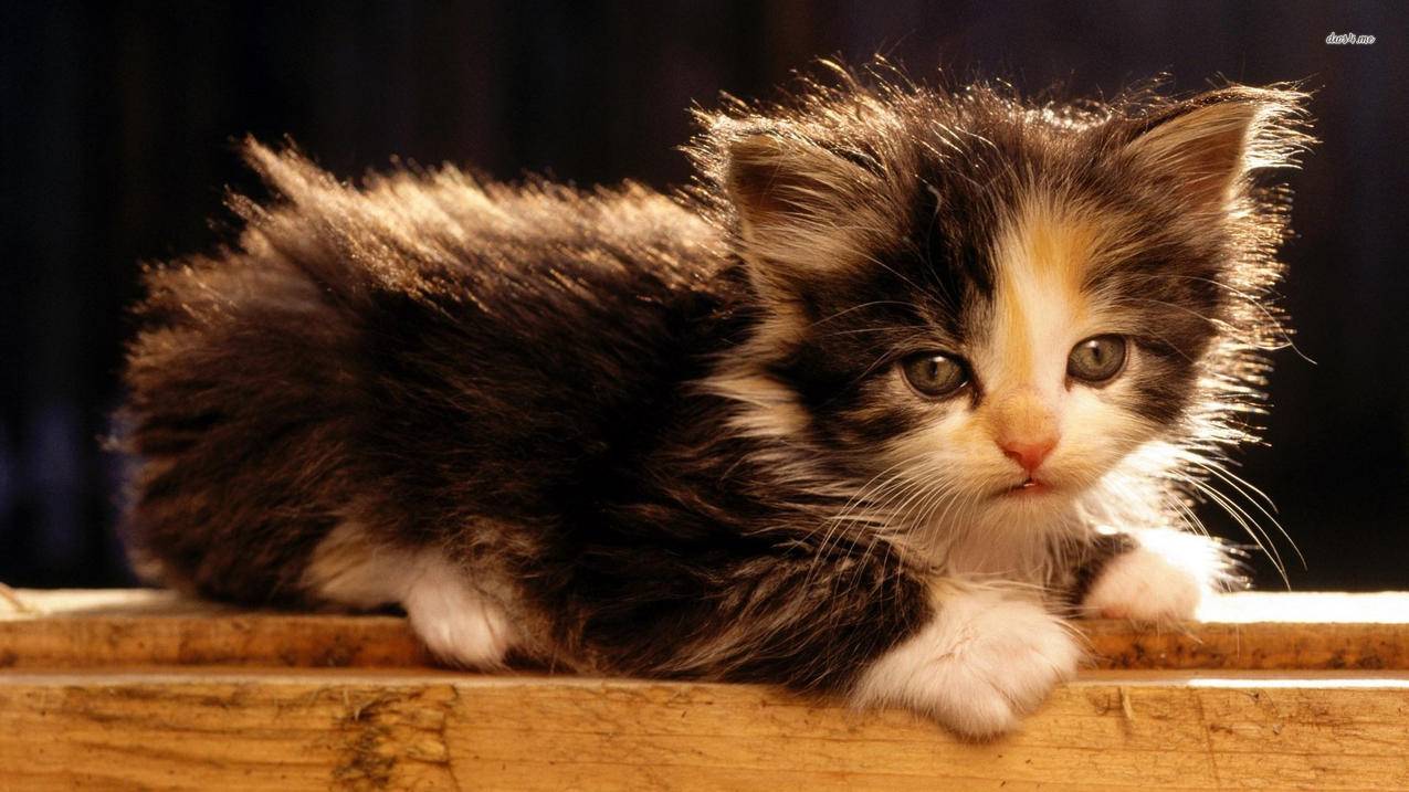 喵代刷网(刷代网免费) 喵代刷网(刷代网免费)