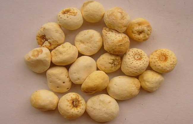 包含半夏刷赞网的词条