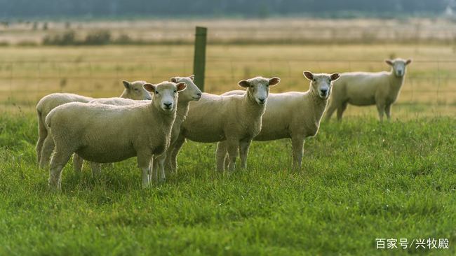 牛代刷网_大牛代刷网是真的吗 牛代刷网_大牛代刷网是真的吗