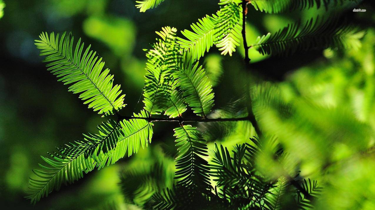 小琳代刷网_小林代网刷