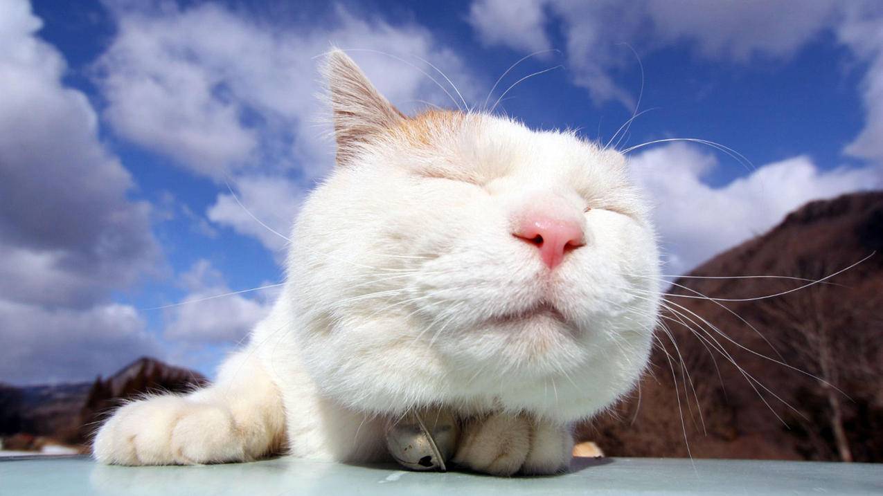 包含快手低价代网站刷业务平台的词条