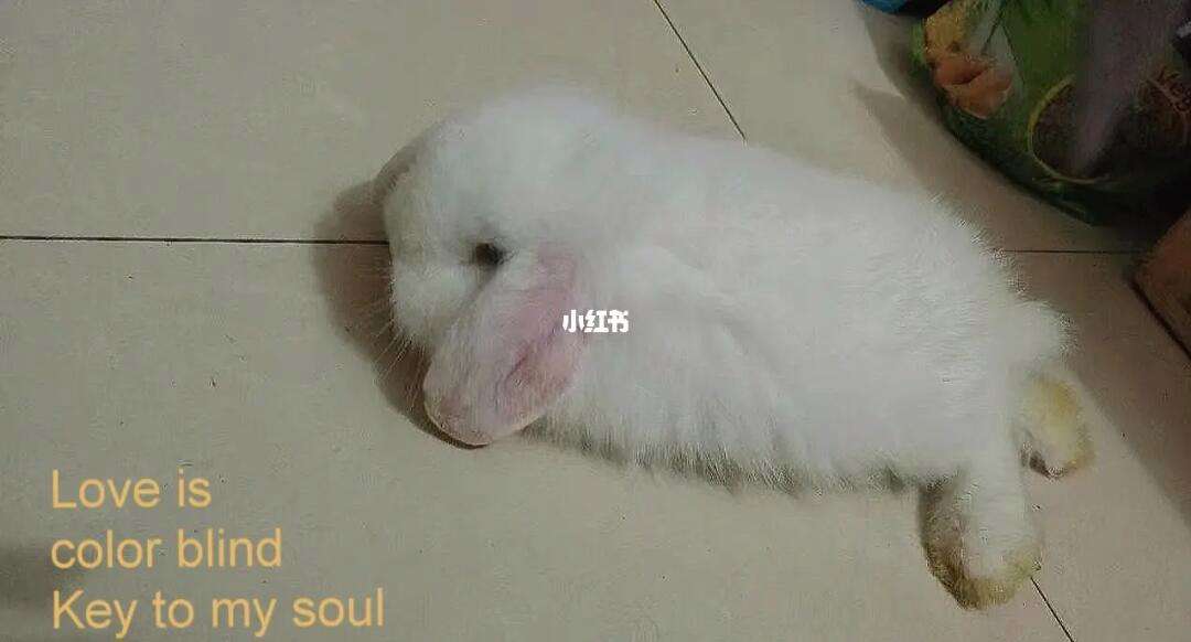 兔子代刷网_兔子刷机工作室