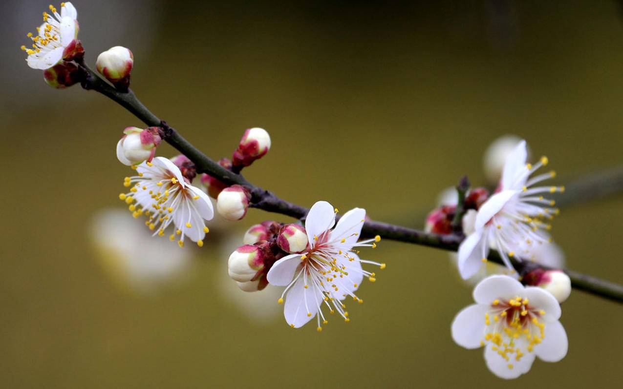 王者荣耀刷赞低价_王者荣耀刷机什么意思 王者荣耀刷赞低价_王者荣耀刷机什么意思