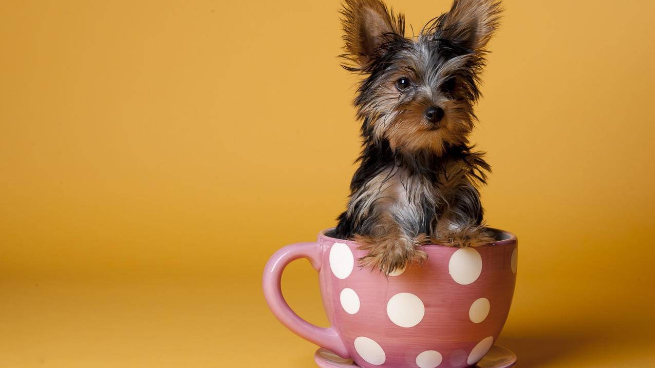 卡盟快手代刷网_卡盟快手代刷网址是什么 卡盟快手代刷网_卡盟快手代刷网址是什么