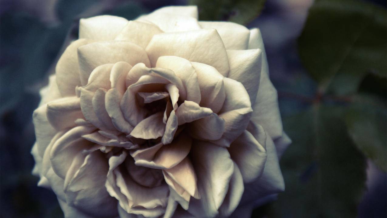 qq代刷网自助下单低价的简单介绍 qq代刷网自助下单低价的简单介绍