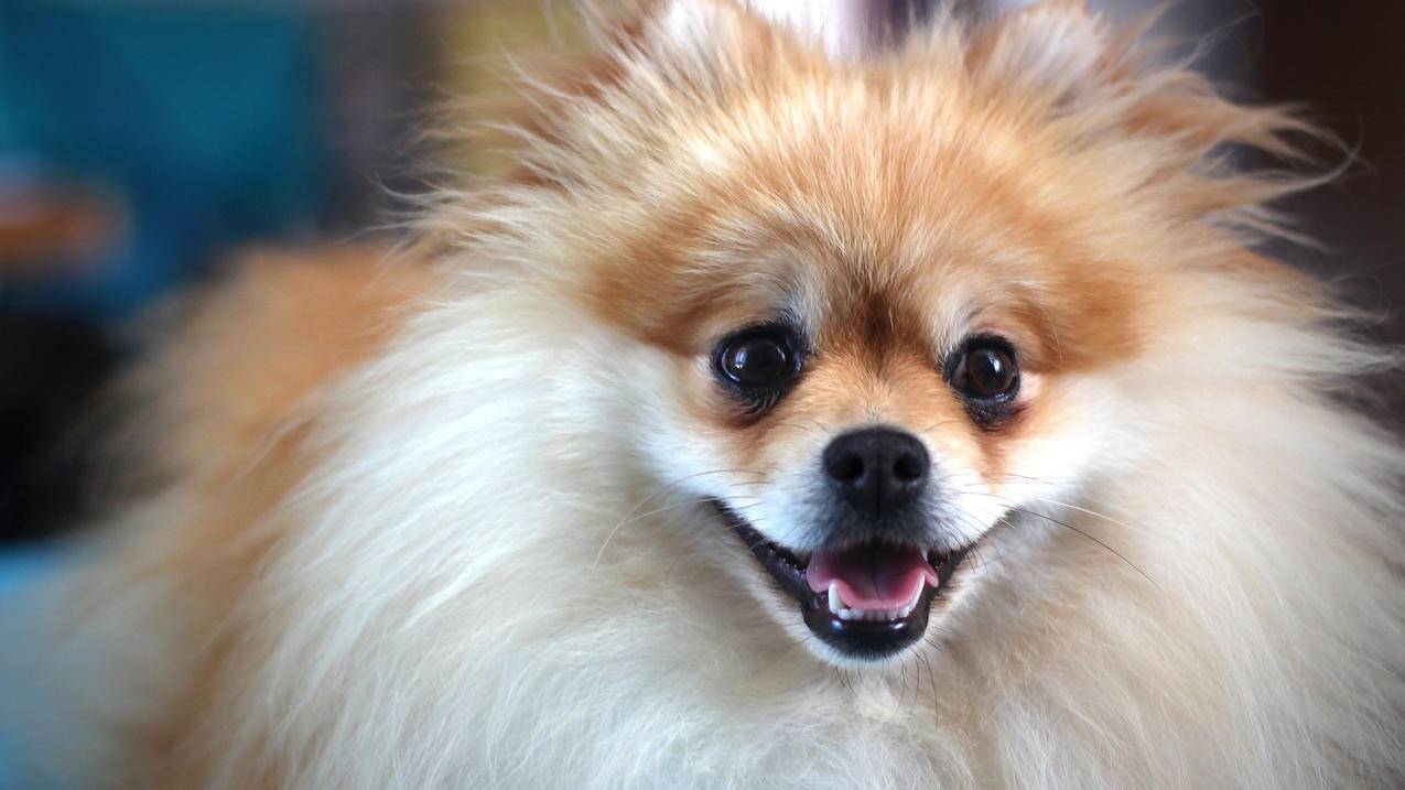 代刷网网站_代刷网网站模板 代刷网网站_代刷网网站模板