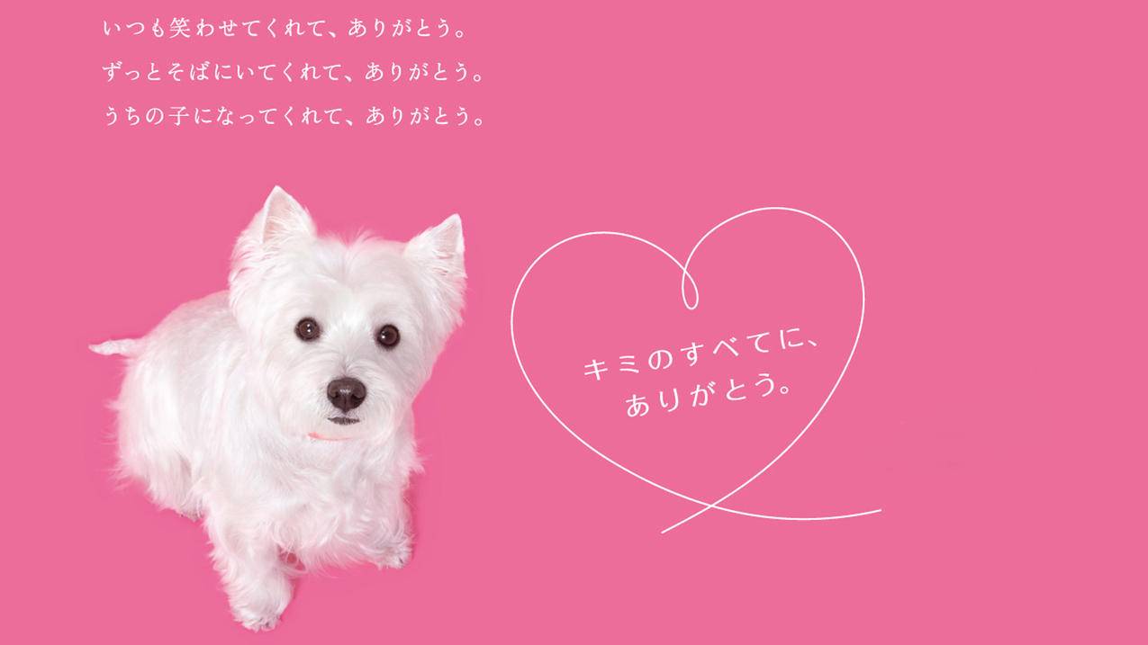 包含0.1刷赞一万的词条 包含0.1刷赞一万的词条