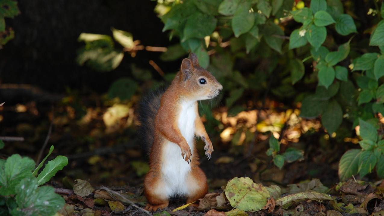 关于qq刷赞平台全网+最低价啊免费秒刷的信息