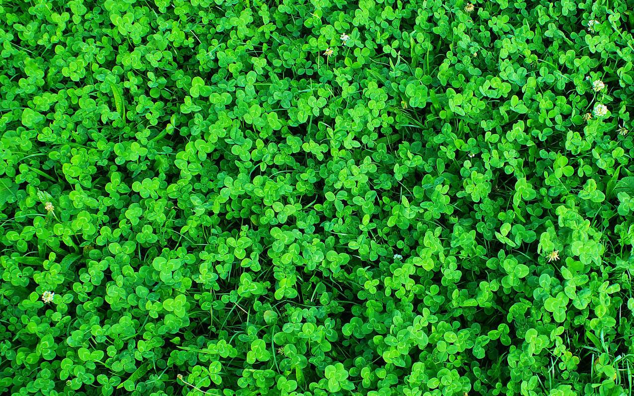 快手双击代刷_快手双击代刷有风险吗