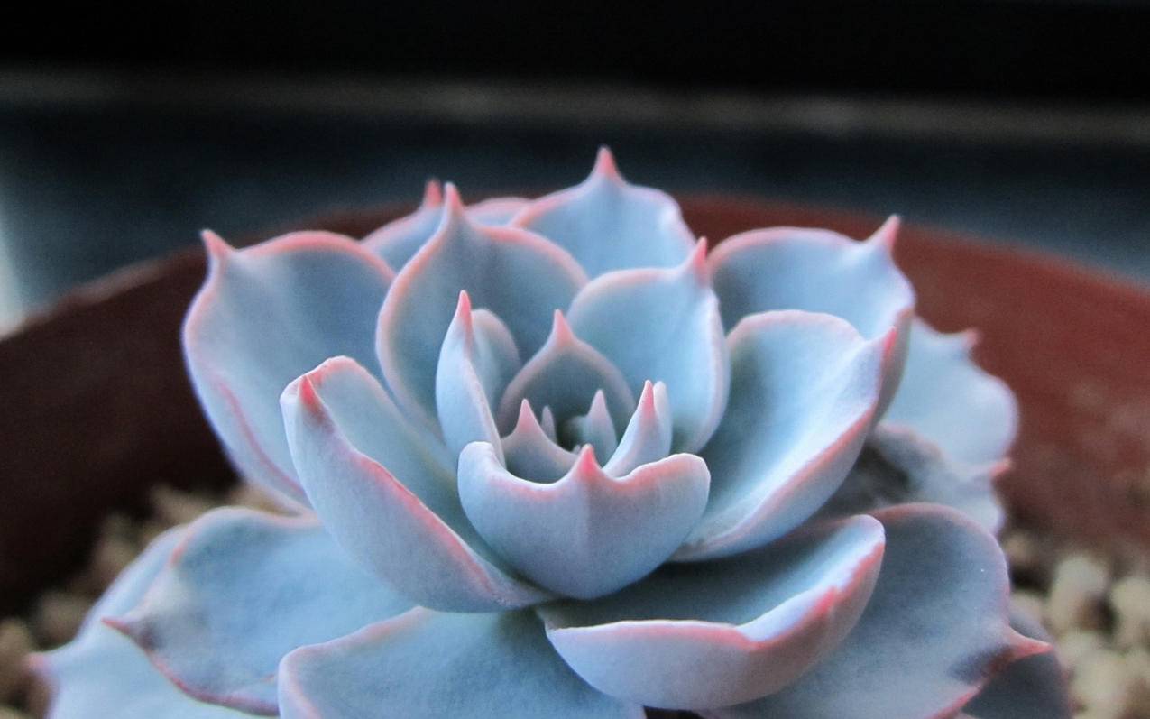 关于代刷网快手僵尸粉的信息 关于代刷网快手僵尸粉的信息