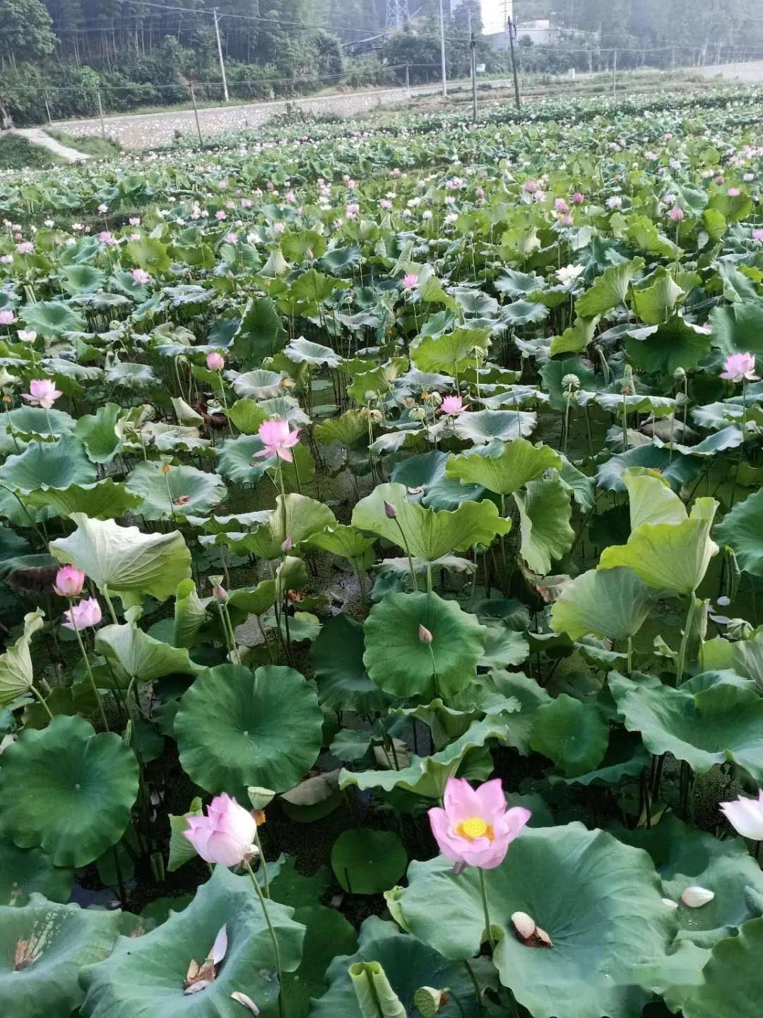 南荷在线自助下单_南荷网络_24小时秒单业务平台