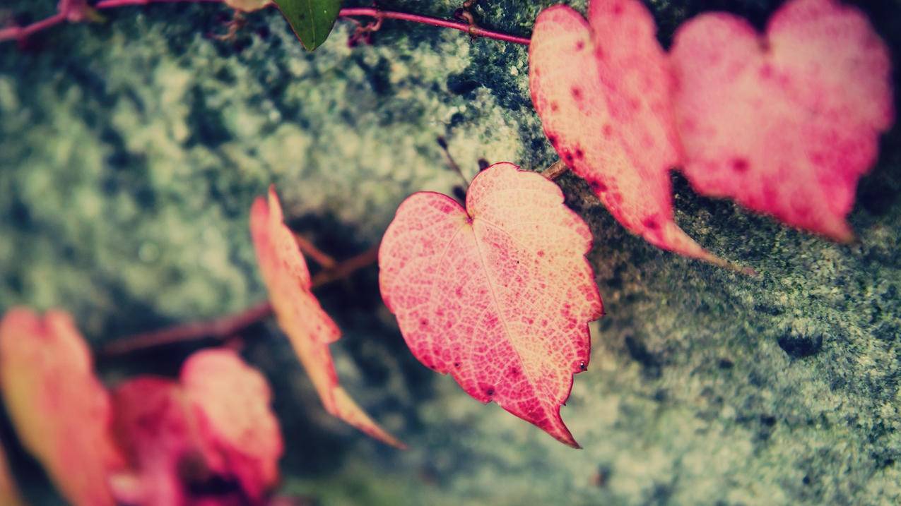 包含0.1元刷一万名片赞全网最低价的词条