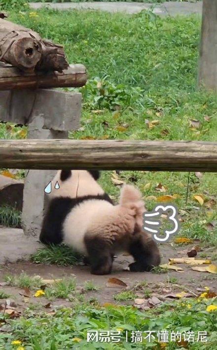 熊猫代刷_熊猫代刷网 熊猫代刷_熊猫代刷网