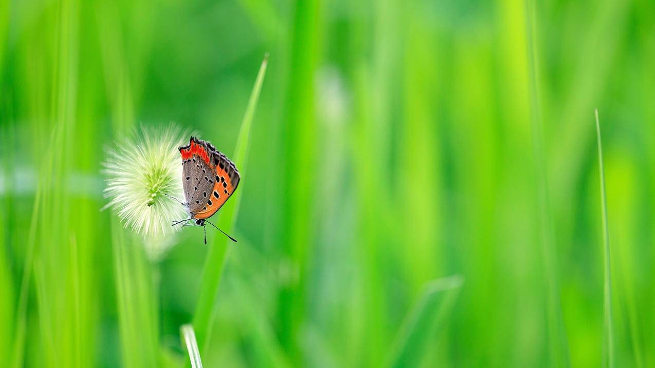 晨羲秒赞网_晨曦免费秒赞平台