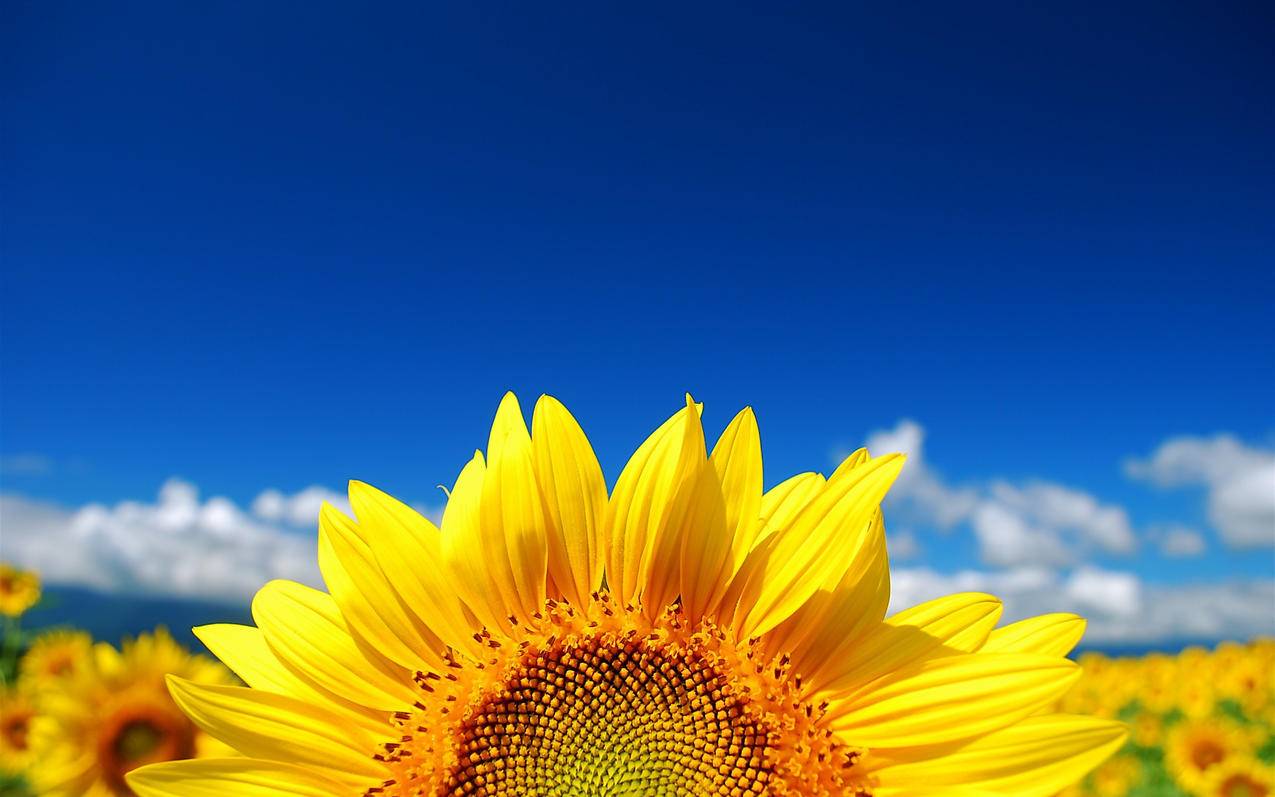 低价真人刷赞_低价说说赞真人