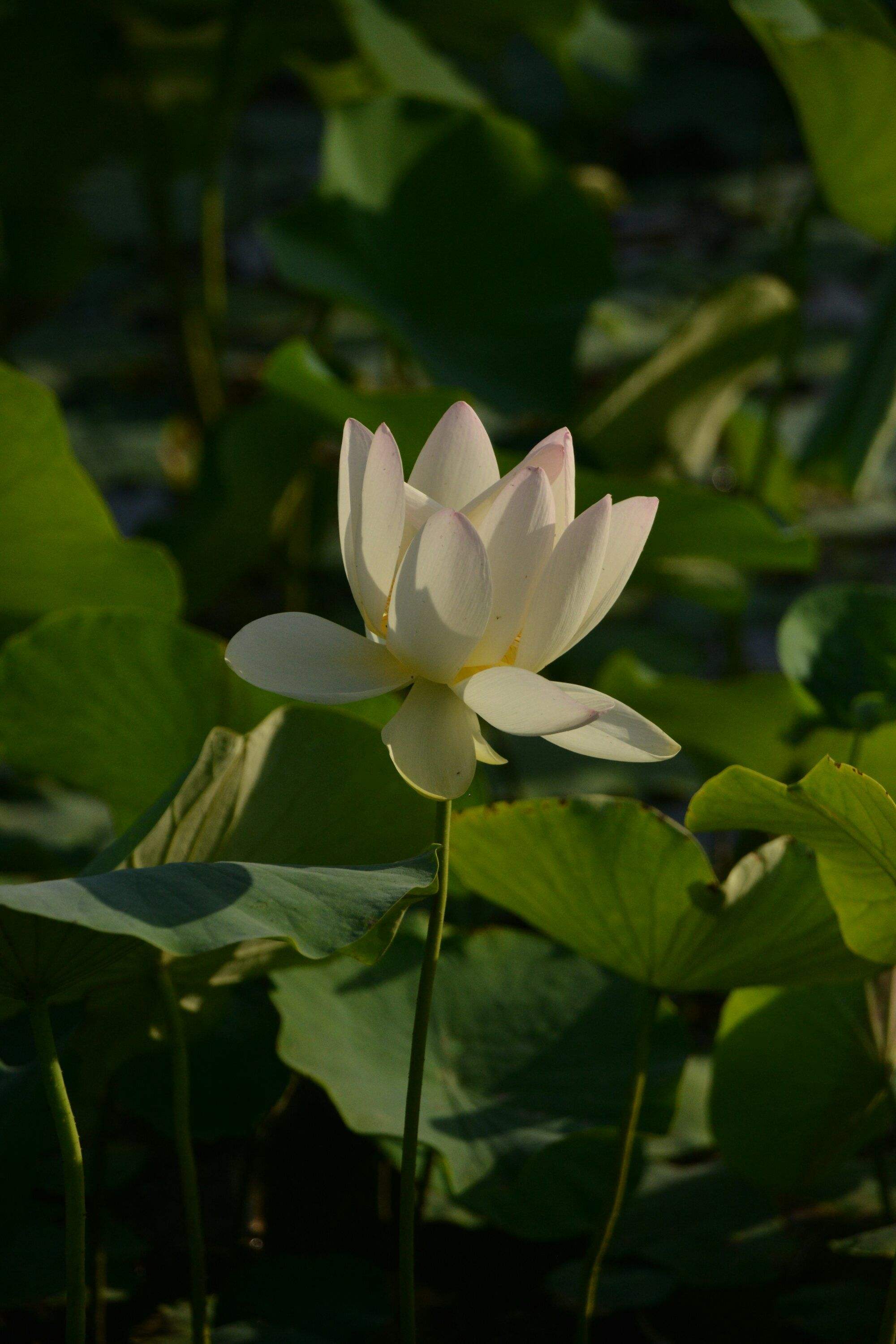 南荷刷赞网_怎么介绍模型 南荷刷赞网_怎么介绍模型