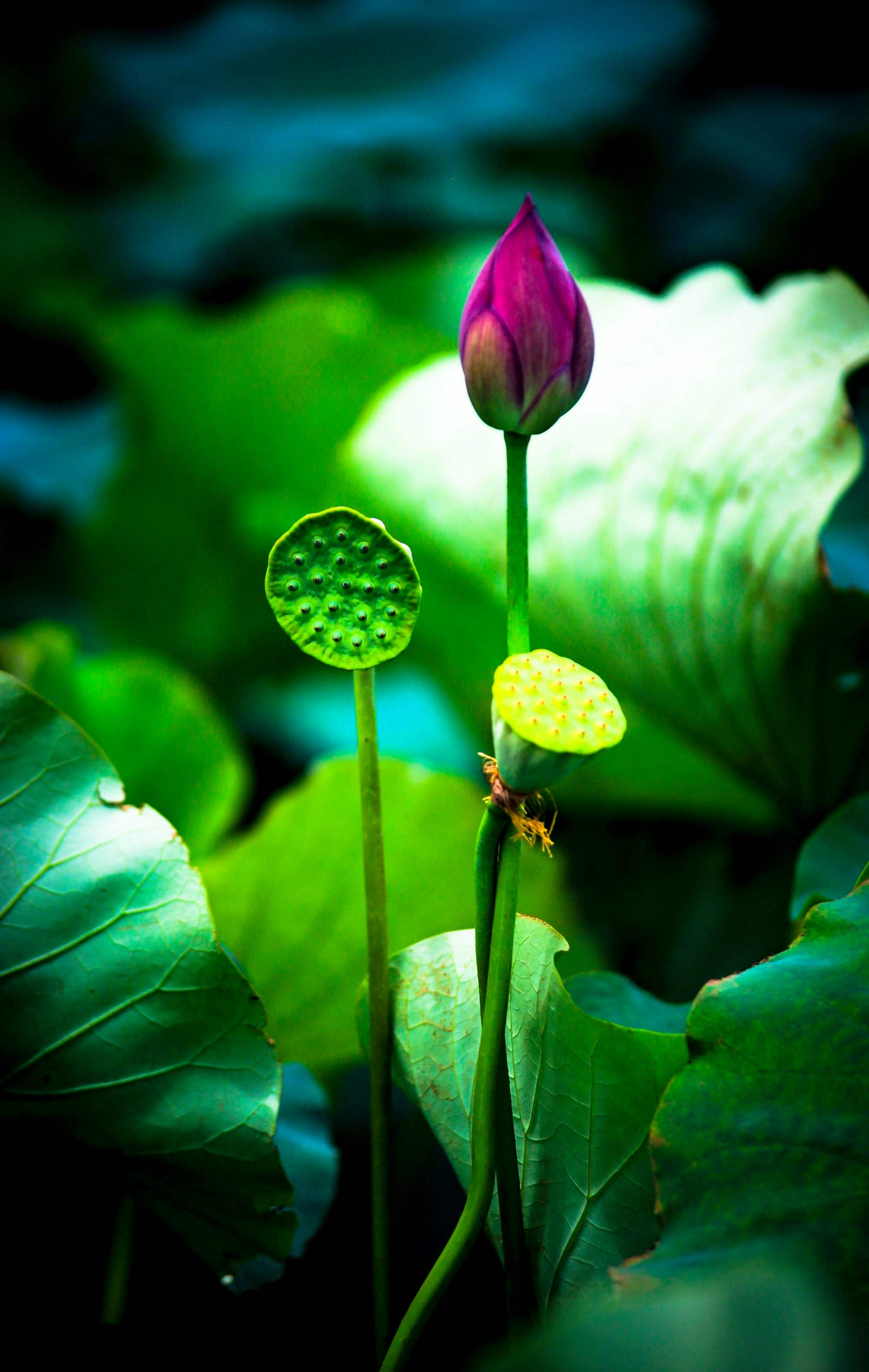 南荷刷赞网_怎么介绍模型 南荷刷赞网_怎么介绍模型