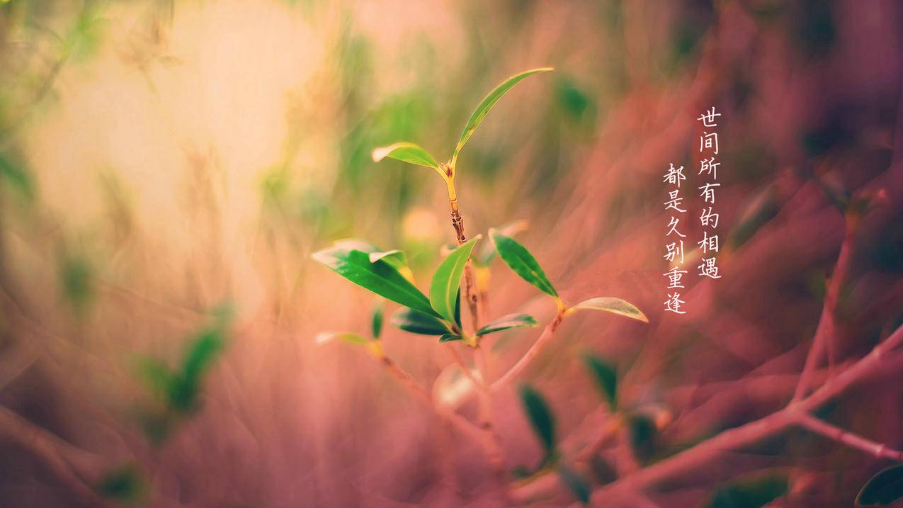 在线免费代刷网_代刷网免费版大全